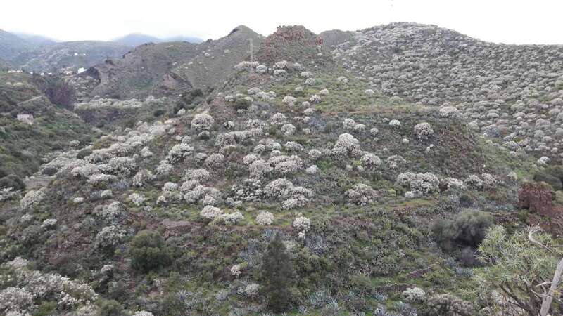 La retama blanca copa montañas y valles de Lomo Magullo (Foto Miguel Florido)