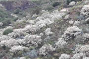 La retama blanca encanece a Lomo Magullo (Foto Miguel Florido)