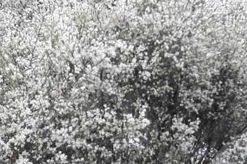 La retama blanca encanece a Lomo Magullo (Foto Miguel Florido)