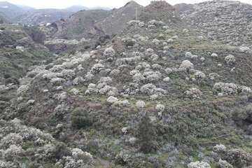 La retama blanca encanece a Lomo Magullo (Foto Miguel Florido)