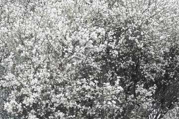 La retama blanca encanece a Lomo Magullo (Foto Miguel Florido)