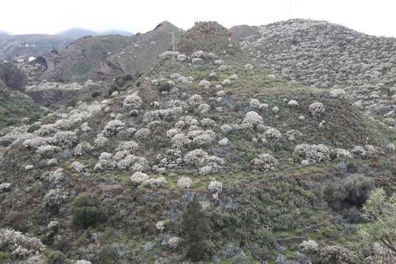 La retama blanca encanece a Lomo Magullo (Foto Miguel Florido)