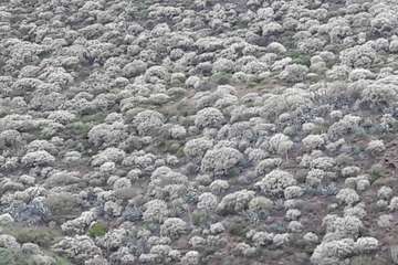 La retama blanca encanece a Lomo Magullo (Foto Miguel Florido)