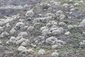 La retama blanca encanece a Lomo Magullo (Foto Miguel Florido)