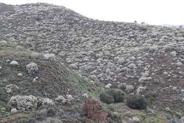 La retama blanca encanece a Lomo Magullo (Foto Miguel Florido)