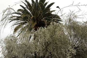 La retama blanca encanece a Lomo Magullo (Foto Miguel Florido)