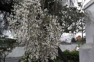 La retama blanca encanece a Lomo Magullo (Foto Miguel Florido)