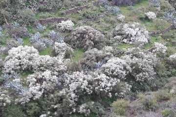 La retama blanca encanece a Lomo Magullo (Foto Miguel Florido)