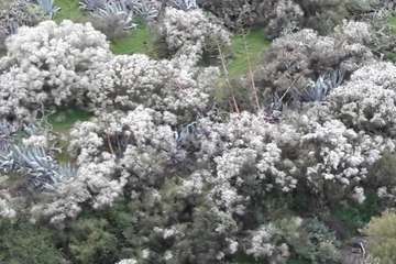 La retama blanca encanece a Lomo Magullo (Foto Miguel Florido)