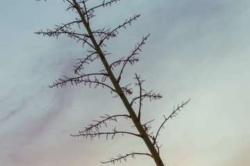Atardecer mágico en las medianías de Telde (Foto Antonio Rico)