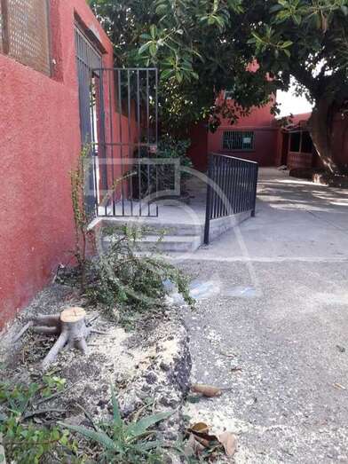 Tala del viejo árbol en el patio del antiguo colegio de Clavellinas (Foto TA)