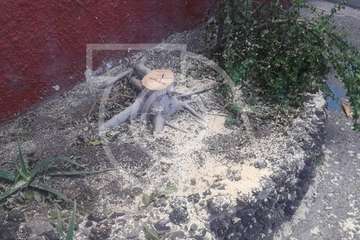 Críticas por la tala de un viejo árbol en Clavellinas (Foto TA)