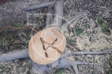 Críticas por la tala de un viejo árbol en Clavellinas (Foto TA)