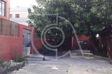 Críticas por la tala de un viejo árbol en Clavellinas (Foto TA)