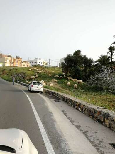 Ovejas pastando en un pastizal próximo al acceso de El Caracol (Foto TA)