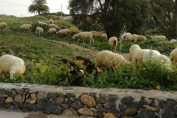 Ovejas salen al sol en El Caracol (Foto TA)