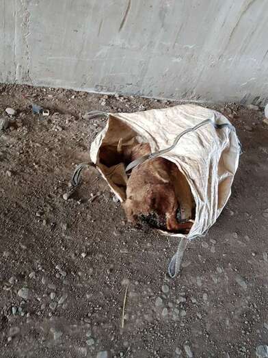 El cadáver del animal se ocultaba en un saco (Foto TA)