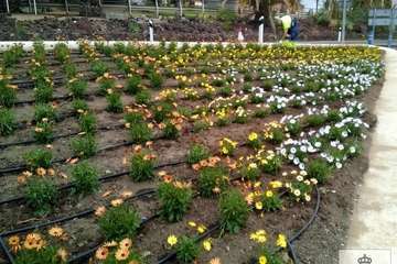 Plantación en el tramo de acceso a Telde desde la GC-1 (Foto Cabildo de Gran Canaria)