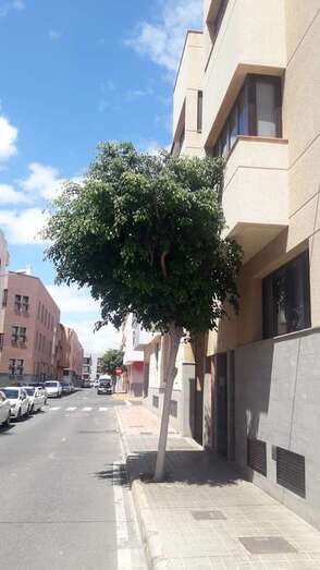 Los vecinos reclaman una poda urgente (Foto TA)