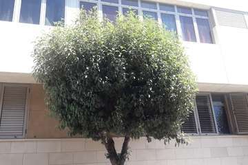 Árboles que entran por las ventanas en Clavellinas-Telde (Foto TA)