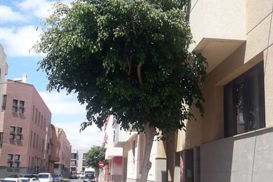 Árboles que entran por las ventanas en Clavellinas-Telde (Foto TA)