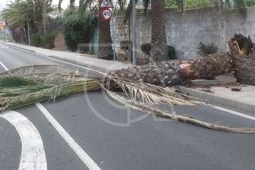  Una palmera con su tronco hueco cae sobre una vía en Telde (Foto TA)