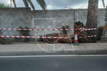  Una palmera con su tronco hueco cae sobre una vía en Telde (Foto TA)