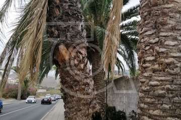 Una palmera con su tronco hueco cae sobre una vía en Telde (Foto TA)