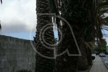  Una palmera con su tronco hueco cae sobre una vía en Telde (Foto TA)