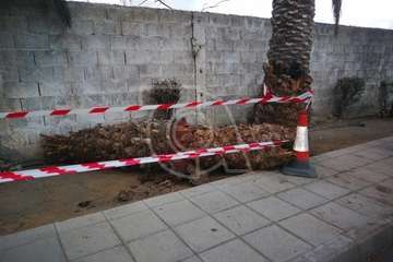  Una palmera con su tronco hueco cae sobre una vía en Telde (Foto TA)