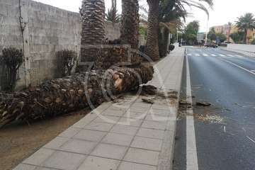  Una palmera con su tronco hueco cae sobre una vía en Telde (Foto TA)