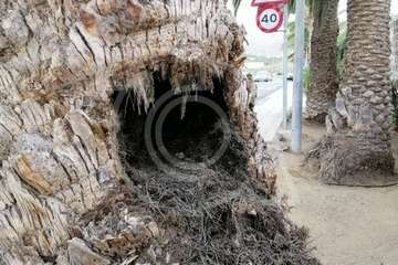  Una palmera con su tronco hueco cae sobre una vía en Telde (Foto TA)