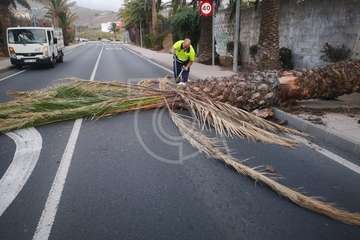  Una palmera con su tronco hueco cae sobre una vía en Telde (Foto TA)