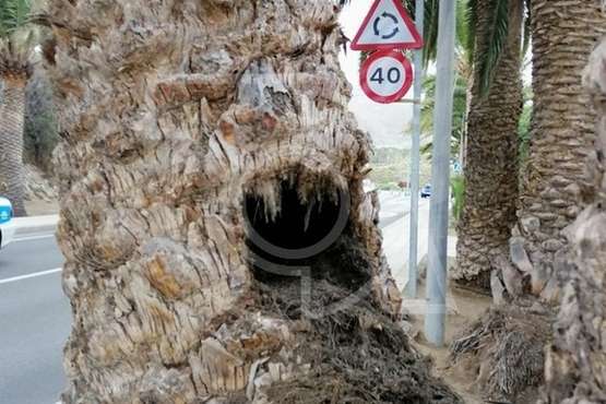  Una palmera con su tronco hueco cae sobre una vía en Telde (Foto TA)