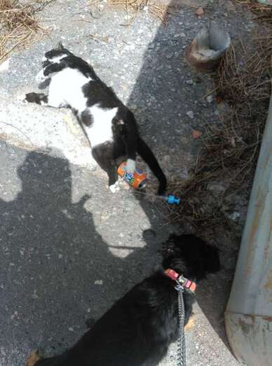 Imagen del animal (Foto TA)