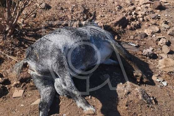 Macho cabrío muerto en el camino a Rosiana (Foto TA)