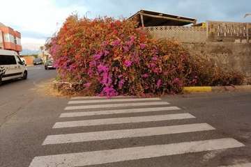 Parada sin buganvilla en Callejón del Castillo (Foto TA)
