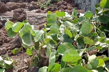Vertido de escombros en el paseo marítimo de La Garita (Foto TA)