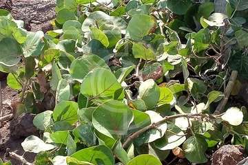 Vertido de escombros en el paseo marítimo de La Garita (Foto TA)