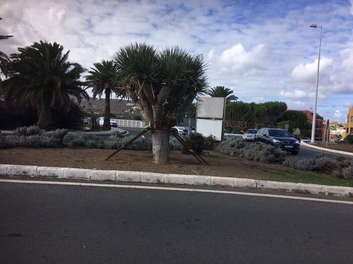 Parques y Jardines trata de recuperar este drago de la rotonda de El Roque (Foto TA)