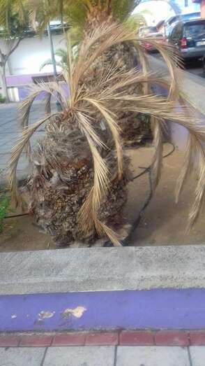 Ramas secas de las palmeras en la plaza pública de Montañeta de El Calero (Foto TA)