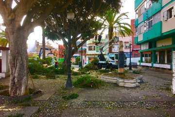 Poda de árboles en la Plazoleta Doña Rafaela de Los Llanos (Foto TA)