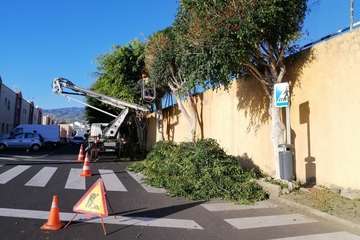 Poda de árboles en la calle de Roques del Salmor (Foto TA)