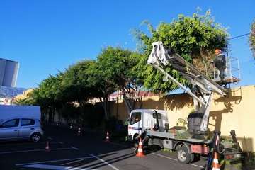 Poda de árboles en la calle de Roques del Salmor (Foto TA)