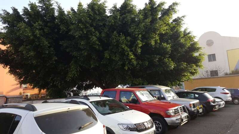 Las ramas de los árboles llegan ya a los techos de los coches (Foto TA)