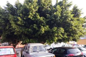 Las Remudas implora la poda de los árboles del aparcamiento 6 (Foto TA)