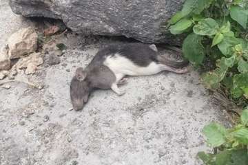  Solares de Los Llanos, territorio de roedores (Foto TA)