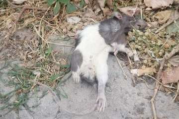  Solares de Los Llanos, territorio de roedores (Foto TA)