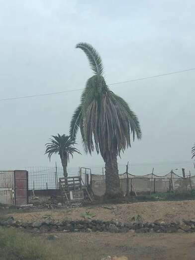 Las ramas de la palmera están a punto de desprenderse del tronco (Foto TA)