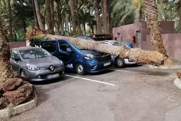 La caída de una palmera causa daños a una furgoneta en el oasis de Maspalomas (Foto Antonio AlÃ¯ y TA)